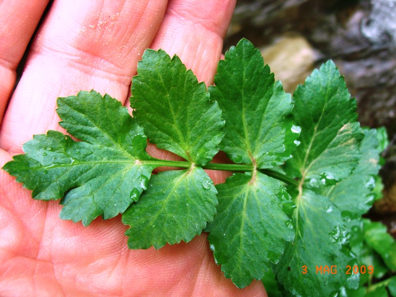 Apium nodiflorum